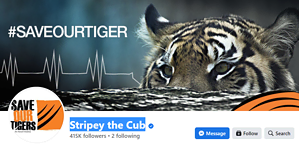 Social media success story of stripeythecub