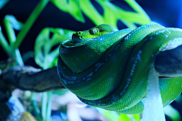 5 Best Python Projects to Make Your Skills Stronger