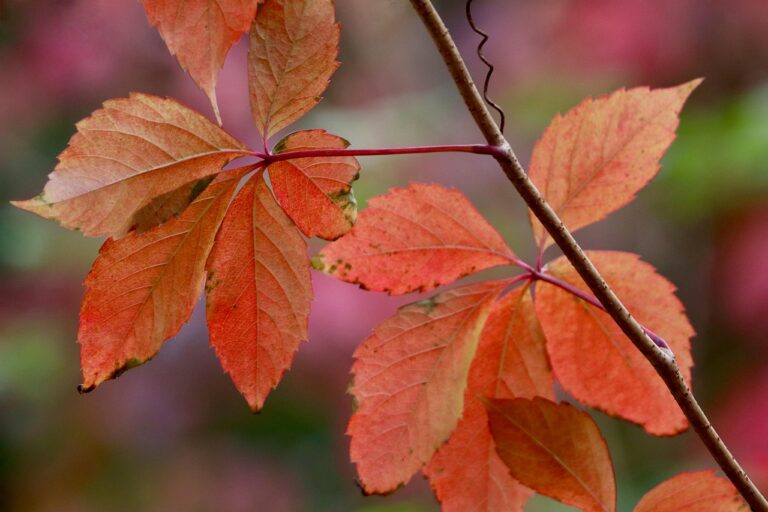 SEO Mistakes to Avoid & Ensure Better Rank in SERPs