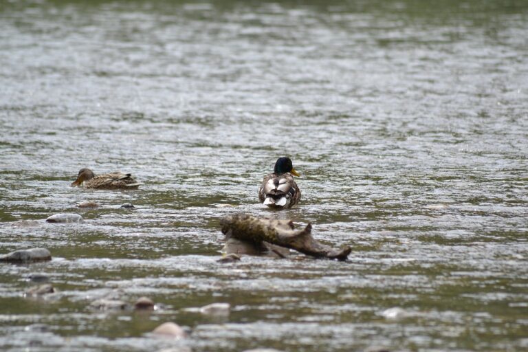 Webinar Recording Of Grow Your YouTube Audience And Become A Star!