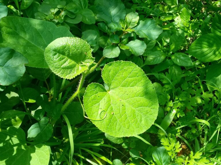 Descriptive Vs Inferential Statistics: Which Is Better & Why