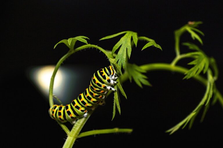 An Interview With – Shreya Shivangi, eBusiness Consultant, Caterpillar