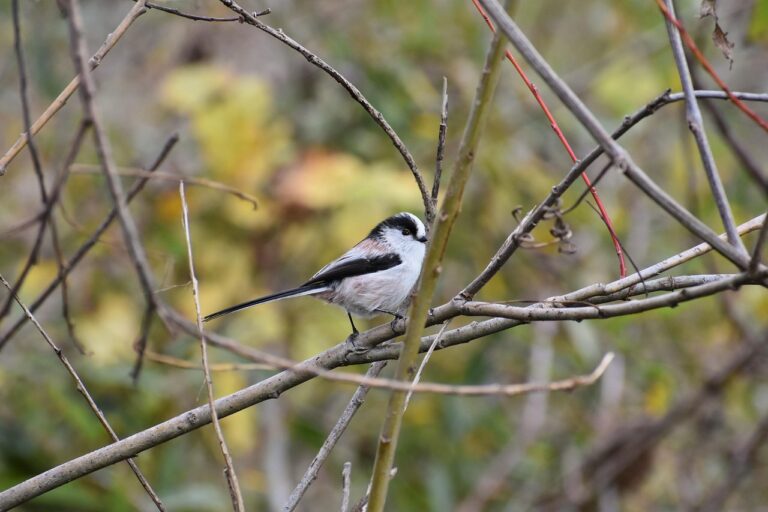 An Ultimate Guide to Understanding Semantic Segmentation